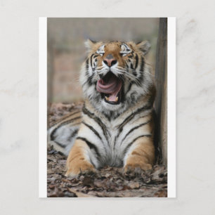 Postal Tigre dormido