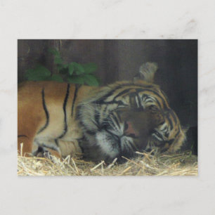 Postal ¿Tigre durmiendo?