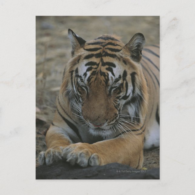 Postal Tigre durmiente (Anverso)