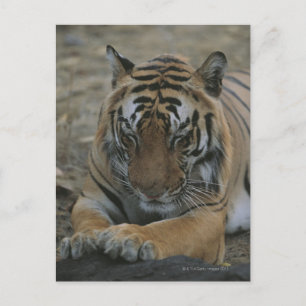 Postal Tigre durmiente