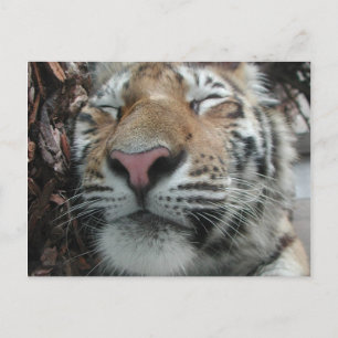 Postal Tigre durmiente