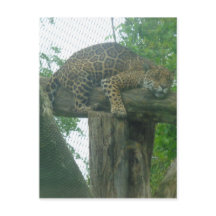 Tigre durmiente sobre árboles, bosques, naturaleza