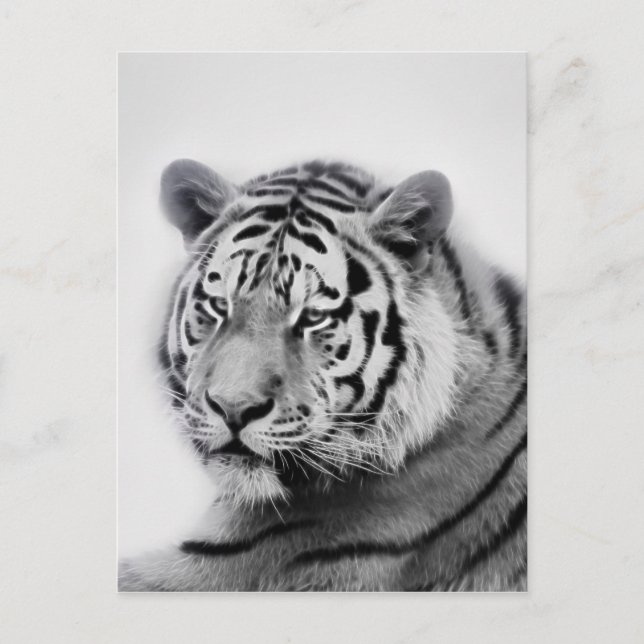 Postal Tigre en blanco y negro (Anverso)