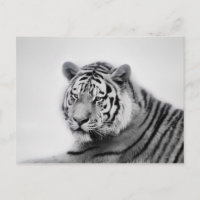 Tigre en blanco y negro