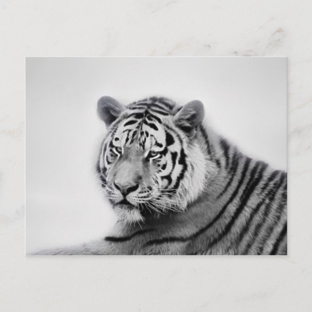 Postal Tigre en blanco y negro (Anverso)