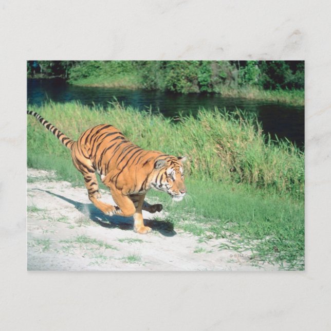 Postal Tigre en camino (Anverso)