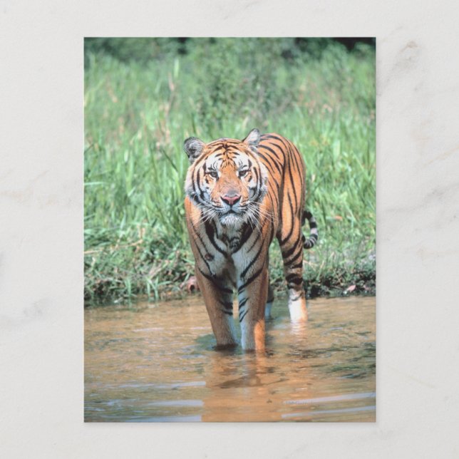 Postal Tigre en el agua (Anverso)