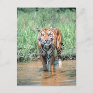 Postal Tigre en el agua