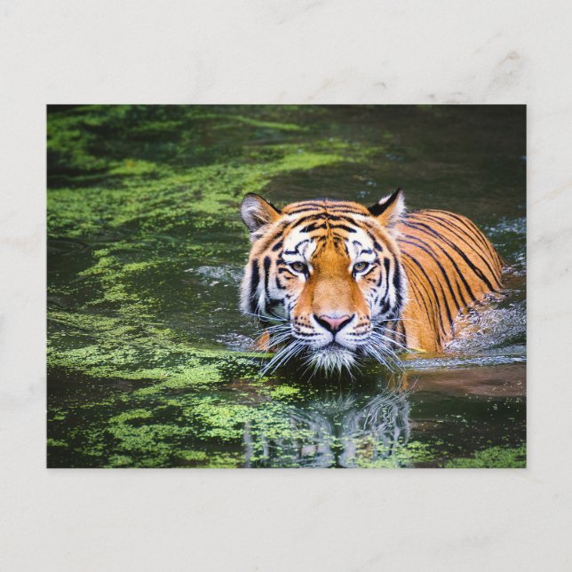 Postal Tigre en el agua (Anverso)