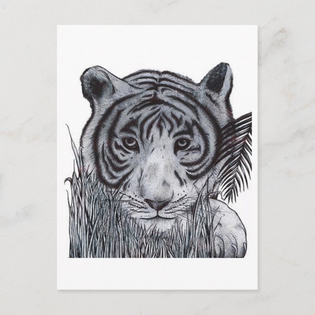 Postal Tigre en la hierba (Anverso)
