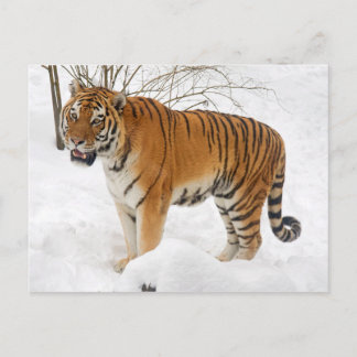 Postal Tigre en la nieve