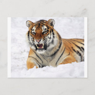 Postal Tigre En La Nieve