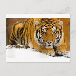 Postal Tigre en la nieve lista para atacar