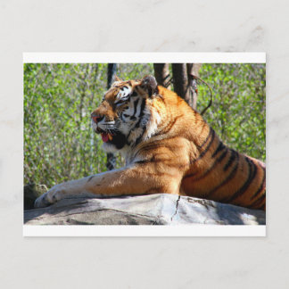 Postal Tigre en retirada