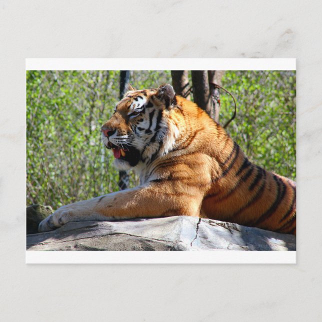 Postal Tigre en retirada (Anverso)