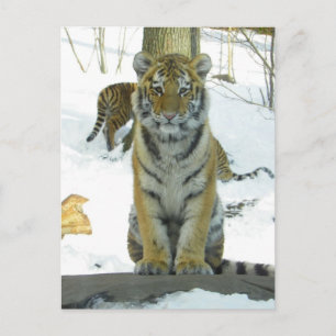 Postal Tigre en retrato de nieve