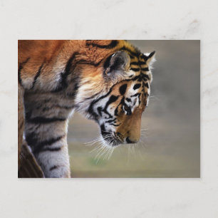 Postal Tigre escalando hacia abajo