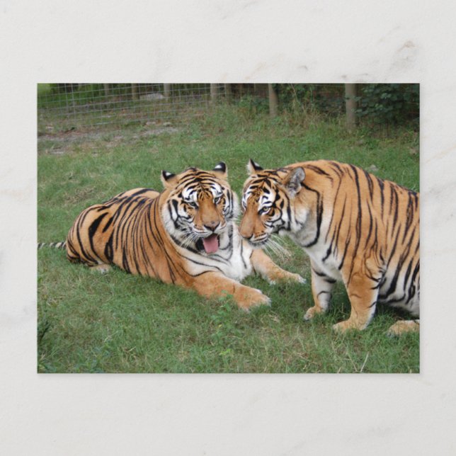 Postal Tigre Friends-009 (Anverso)