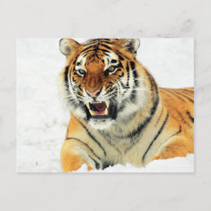 Postal Tigre furioso echado en la nieve