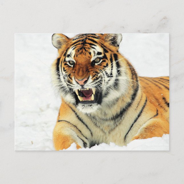 Postal Tigre furioso echado en la nieve (Anverso)
