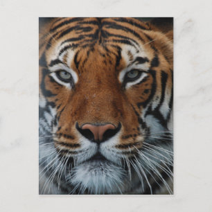 Postal Tigre, gato, tira, jungla, animal