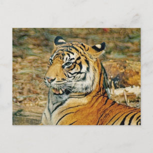 Postal Tigre guapo
