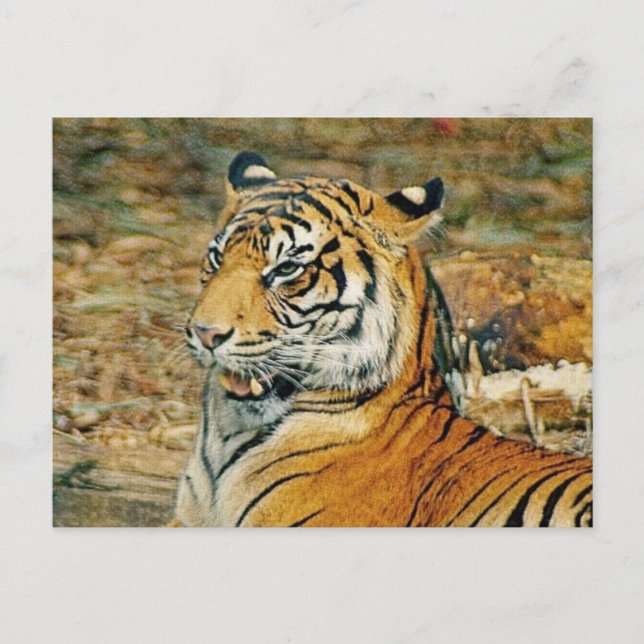 Postal Tigre guapo (Anverso)