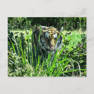 Postal Tigre hambriento