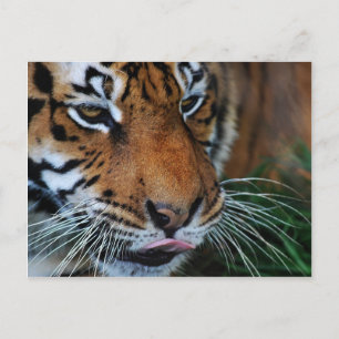 Postal Tigre lamiéndose los labios