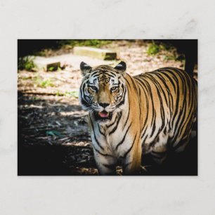 Postal Tigre majestuoso en gloria iluminada por el sol