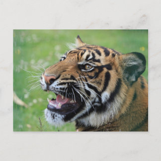 Postal Tigre mostrando dientes