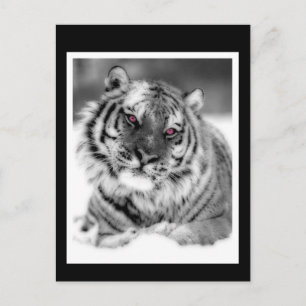 Postal Tigre Ojo Rosa