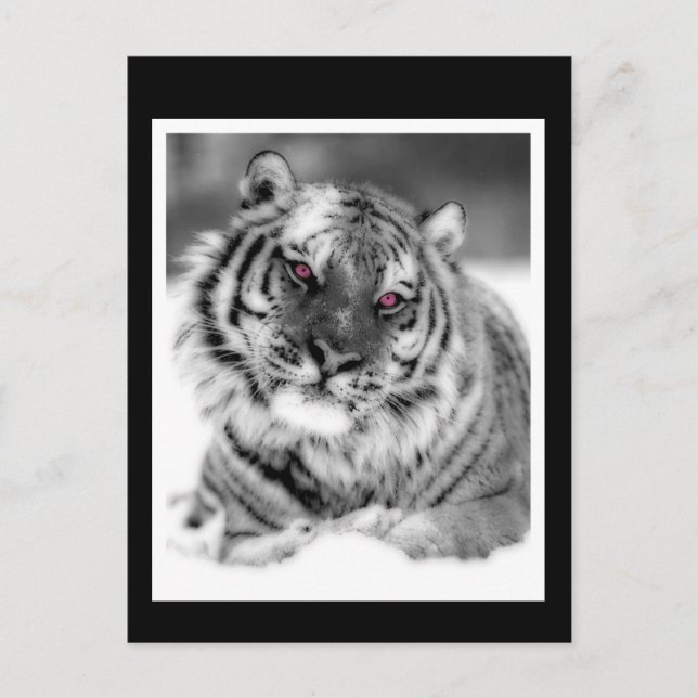 Postal Tigre Ojo Rosa (Anverso)