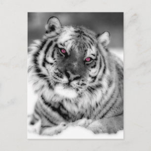 Postal Tigre Ojo Rosa