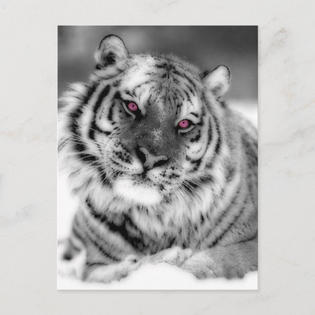 Postal Tigre Ojo Rosa (Anverso)