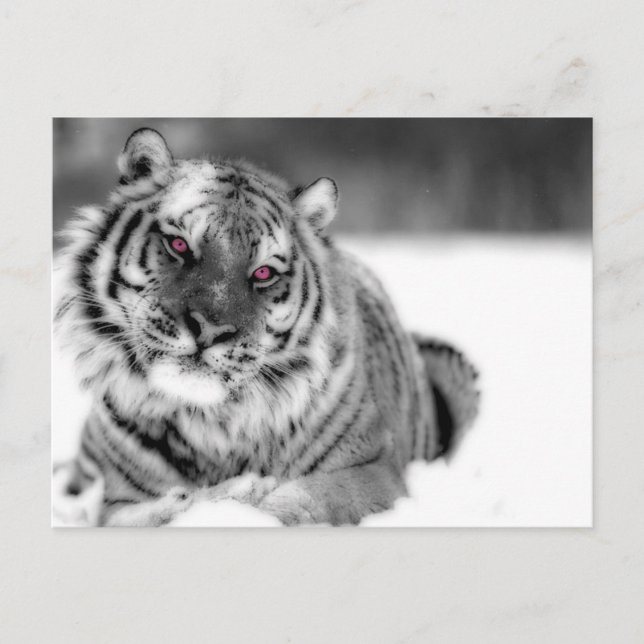 Postal Tigre Ojo Rosa (Anverso)