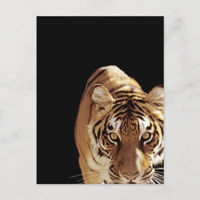 Postal Tigre (Panthera tigris) (Anverso)