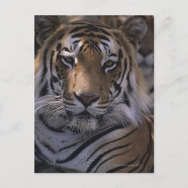 Postal Tigre (Panthera tigris), cierre de la cabeza, (Anverso)