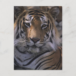 Postal Tigre (Panthera tigris), cierre de la cabeza,