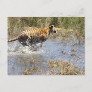 Postal Tigre (Panthera tigris) corriendo a través del agu