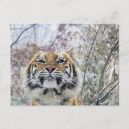 Postal Tigre Regal en Nieve