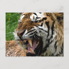 Postal Tigre ruidoso