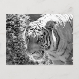 Postal Tigre salvaje a rayas negro y blanco