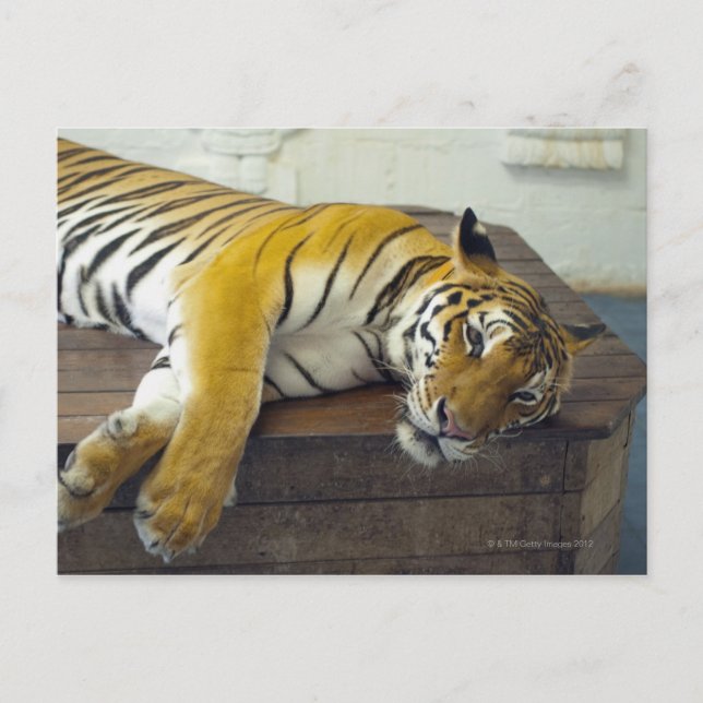 Postal Tigre, Samui, Tailandia (Anverso)