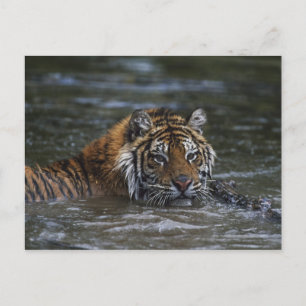 Postal Tigre Siberiano En Agua