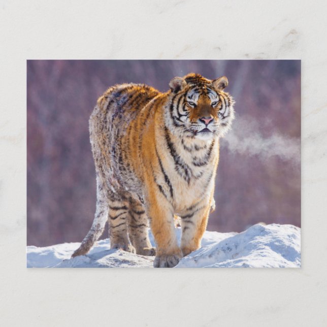 Postal Tigre siberiano en la nieve, China (Anverso)
