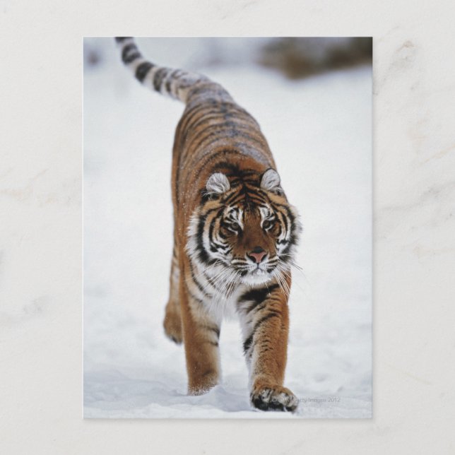 Postal Tigre Siberiano En Nieve (Anverso)