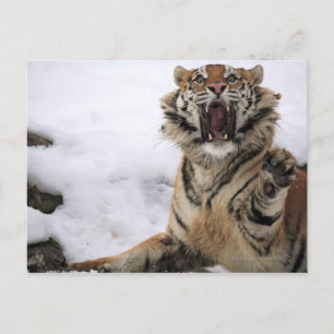 Postal Tigre siberiano (Panthera tigris altaica)