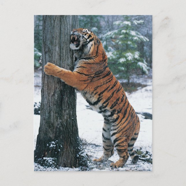 Postal Tigre siberiano (Panthera tigris altaica) (Anverso)