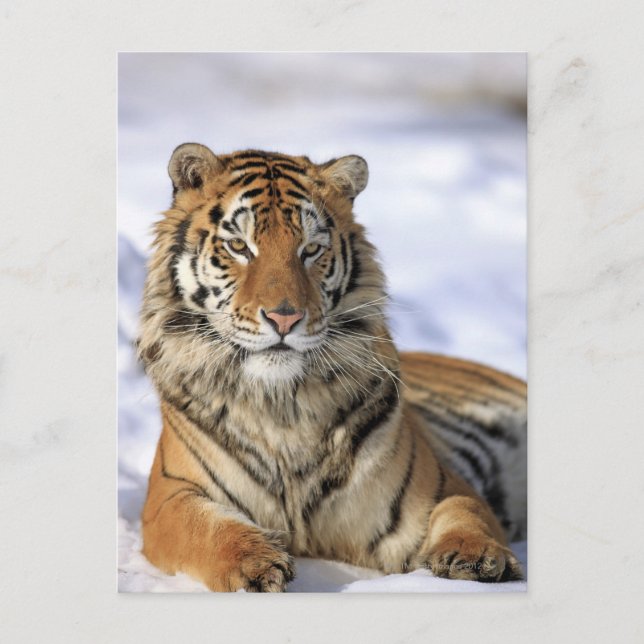 Postal Tigre siberiano, Panthera tigris altaica, Asia (Anverso)
